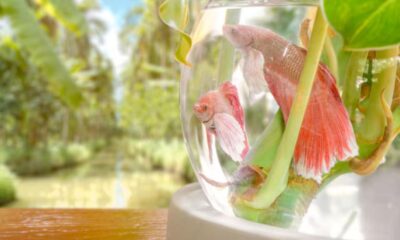 white betta fish