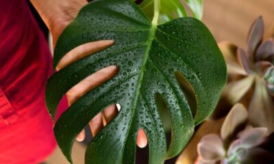 monstera borsigiana