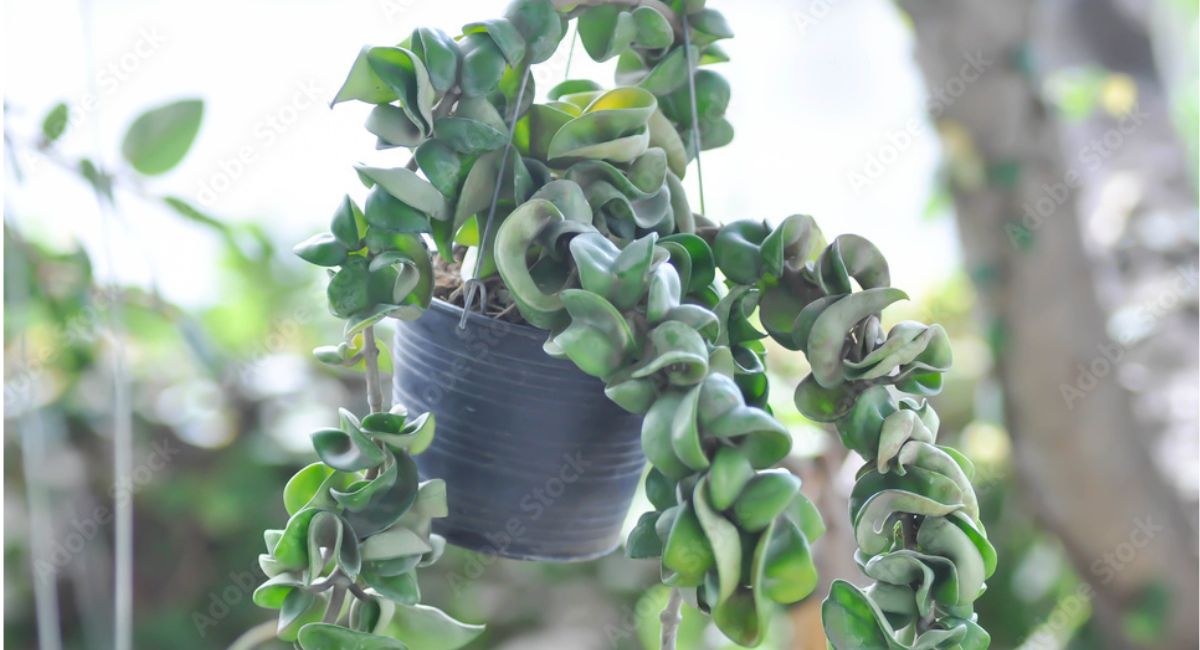 hoya compacta