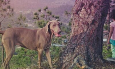 Hanging Tree Cattle Dog