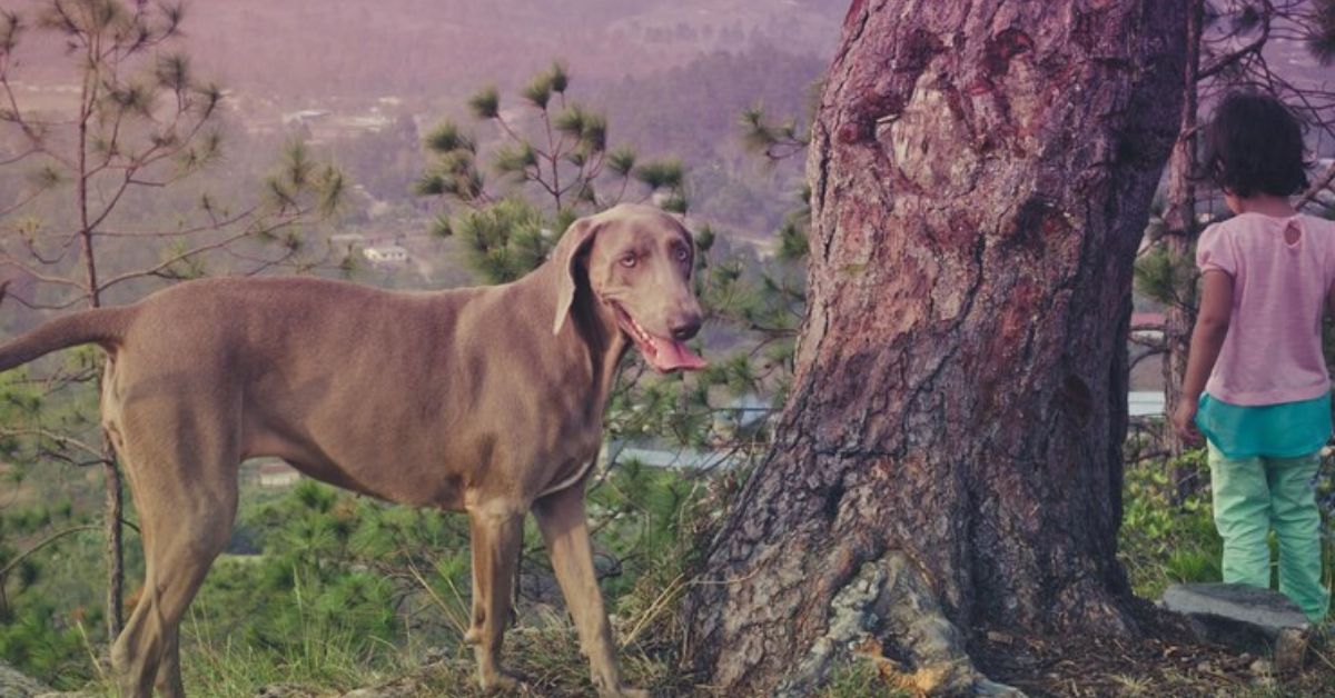 Hanging Tree Cattle Dog